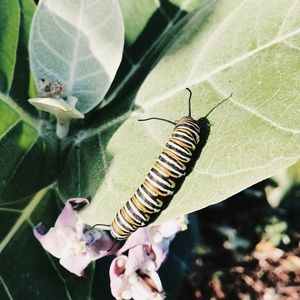 Meet your Posher, Leka